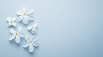 Delicate white jasmine blossoms with subtle petals arranged on soft blue background create serene and calming atmosphere