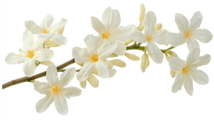 Fototapeta premium Delicate jasmine flowers with slender branches and white petals create serene and calming atmosphere, perfect for enhancing any floral arrangement or decor