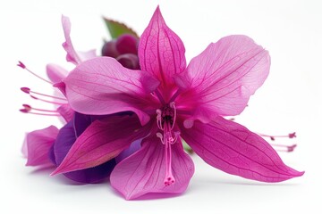 Closeup of fuchsia pink flower on white background.