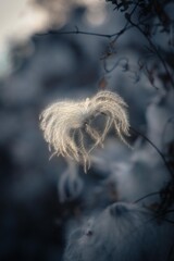 Obraz premium flower