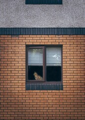 Cat in window