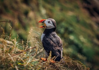 atlantic puffin or common puffin bird
