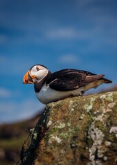 puffin on a rock