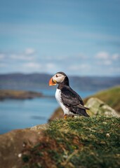 atlantic puffin or common puffin