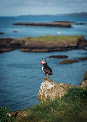 atlantic puffin or common puffin