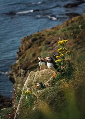 Atlantic puffin or common puffin