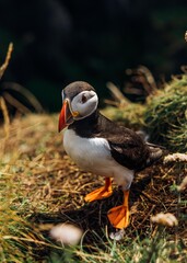 atlantic puffin