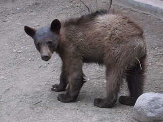 Bear cub, teenager, tween,  awkward © NancyBritt