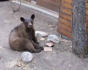 Bear cub destroying bird feeder © NancyBritt