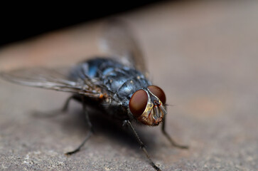 quereza fly, resting on a stone
