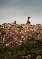 sheep on a rock