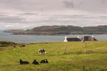 sheep on the Scottish hill over water
