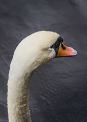 Close up of Swan on Water