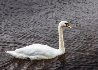 swan on the water