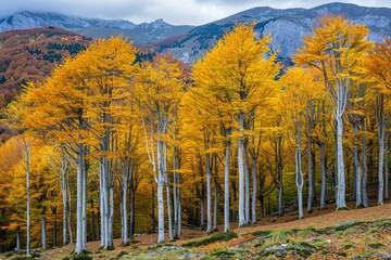 Yellow autumn trees in forest  natural landscape.