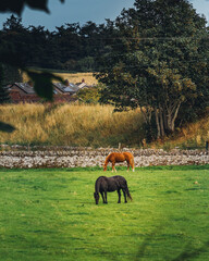 Horses in a field