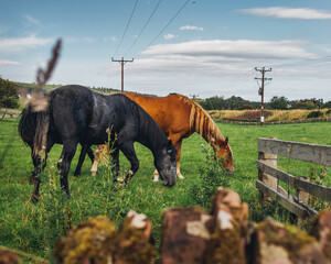 horses in a meadow