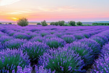 Fototapeta premium Beautiful lavender sunset over floral meadow with moody sky.