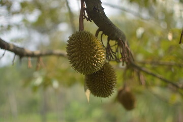 Durian fruit is still small on the tree