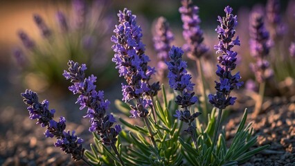 A close-up of blooming lavender flowers in a natural setting.