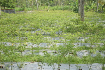 cayenne pepper plantations in Indonesia