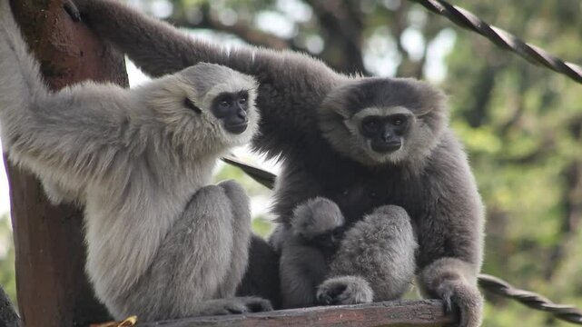 A family of Javan gibbon (Hylobates moloch) and its cub on a tree branch, Owa Jawa.