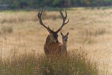 Majestic Deer Mating Dance in Autumn Meadow