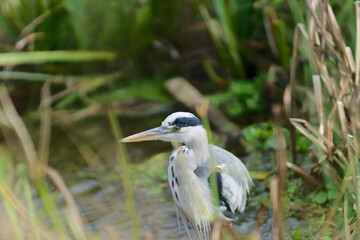 Grey Heron in a Wetland
