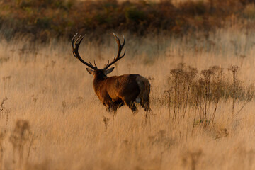 Majestic Deer in Golden Meadow
