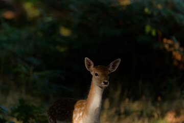 Fawn in the Forest Sunlight