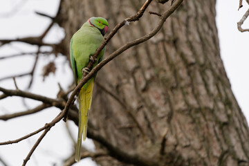 Park Parrot Perched on Tree Branch