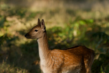 Fawn in the Forest - A Stunning Wildlife Portrait