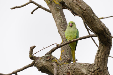 Green Parrot Perched on a Branch