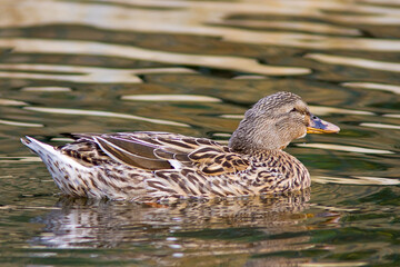 Pato-real com o nome cientifico de (Anas platyrhynchos). Um pato femea a nadar num lago.