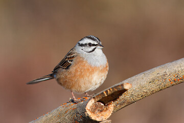 Escrevedeira-de-garganta-cinzenta ou cia com o nome cientifico de (Emberiza cia). Pequena ave cabeça branca e preta pousado em um pau.