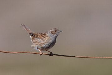 Ferreirinha-comum com o nome cientifico de  (Prunella modularis). Com o seu ar pardacento, a...