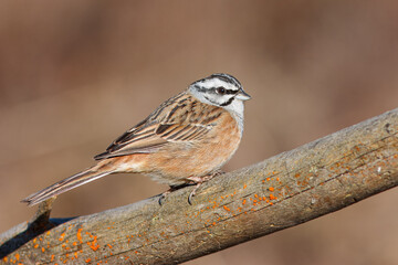 Escrevedeira-de-garganta-cinzenta ou cia com o nome cientifico de (Emberiza cia). Pequena ave cabeça branca e preta pousado em um pau.