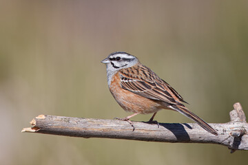 Escrevedeira-de-garganta-cinzenta ou cia com o nome cientifico de (Emberiza cia). Pequena ave...
