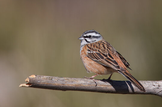 Escrevedeira-de-garganta-cinzenta ou cia com o nome cientifico de (Emberiza cia). Pequena ave cabe&ccedil;a branca e preta pousado em um pau.