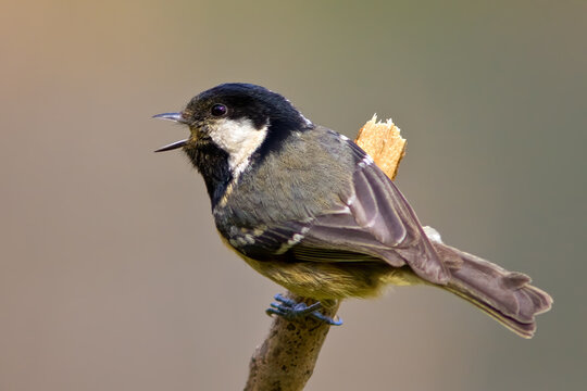 Chapim-carvoeiro com o nome cientifico de  (Periparus ater).  Pequena ave cabe&ccedil;a preta e branca pousado num ramo partido.