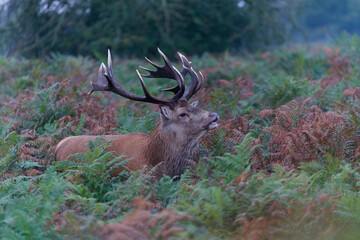 Majestic Red Deer in Autumnal Forest