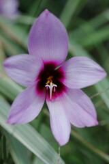 Obraz premium 野に咲くハブランサス