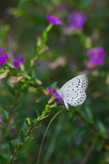 花の蜜を吸うヤマトシジミ