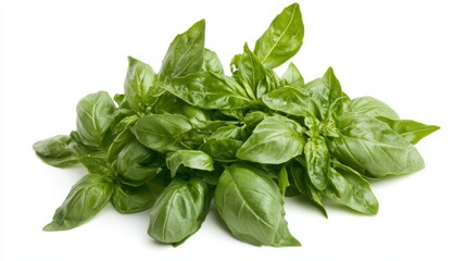 Fototapeta premium A fresh bunch of basil with its vibrant green leaves and aromatic scent, Each leaf’s bright color and subtle imperfections captured with precision