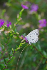 花の蜜を吸うヤマトシジミ