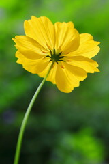 野に咲く黄色いキバナコスモス
