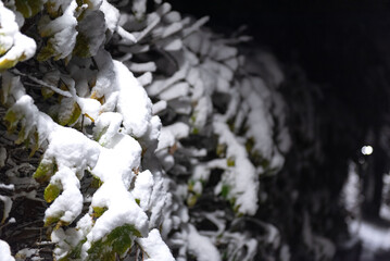 The photo shows a peaceful winter scene with trees covered in white snow.