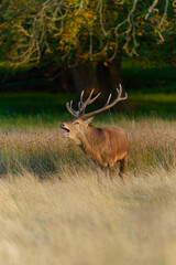 Majestic Red Deer in Autumn Meadow