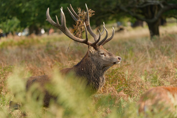 Majestic Red Deer in Autumnal Park