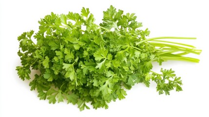 A fresh bunch of chervil with its delicate green leaves and subtle anise flavor, Each leaf’s bright color and subtle imperfections captured with precision